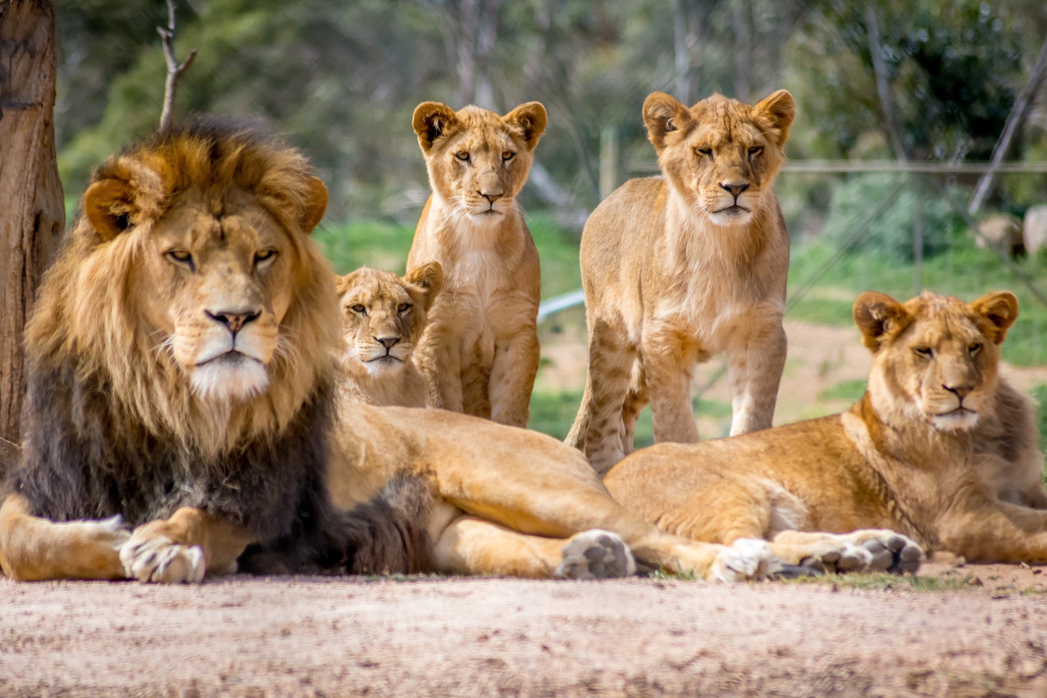 Why Hunting Lions Is Cruel