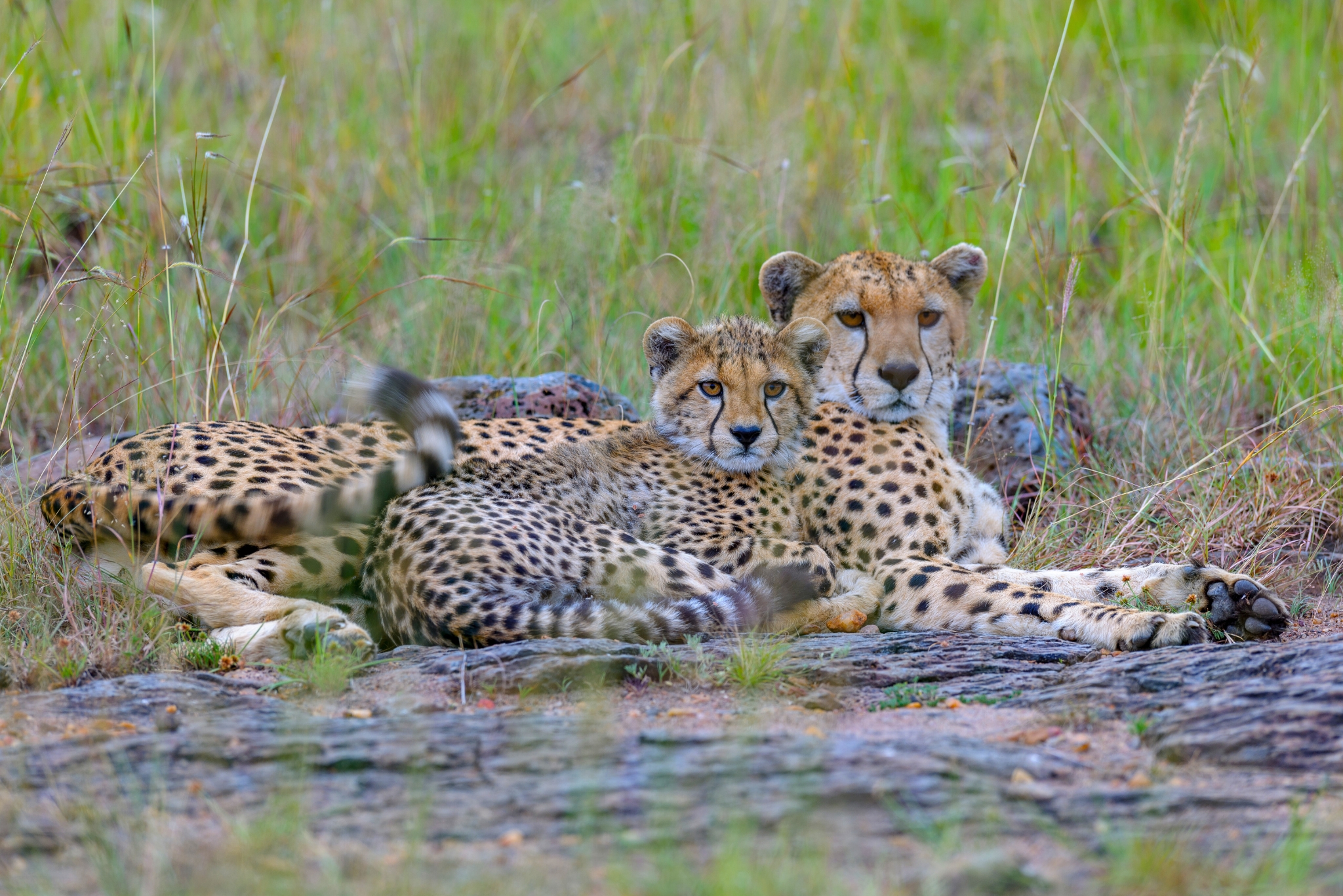 Are Cheetahs Endangered? Why the World's Fastest Cat Is In Danger