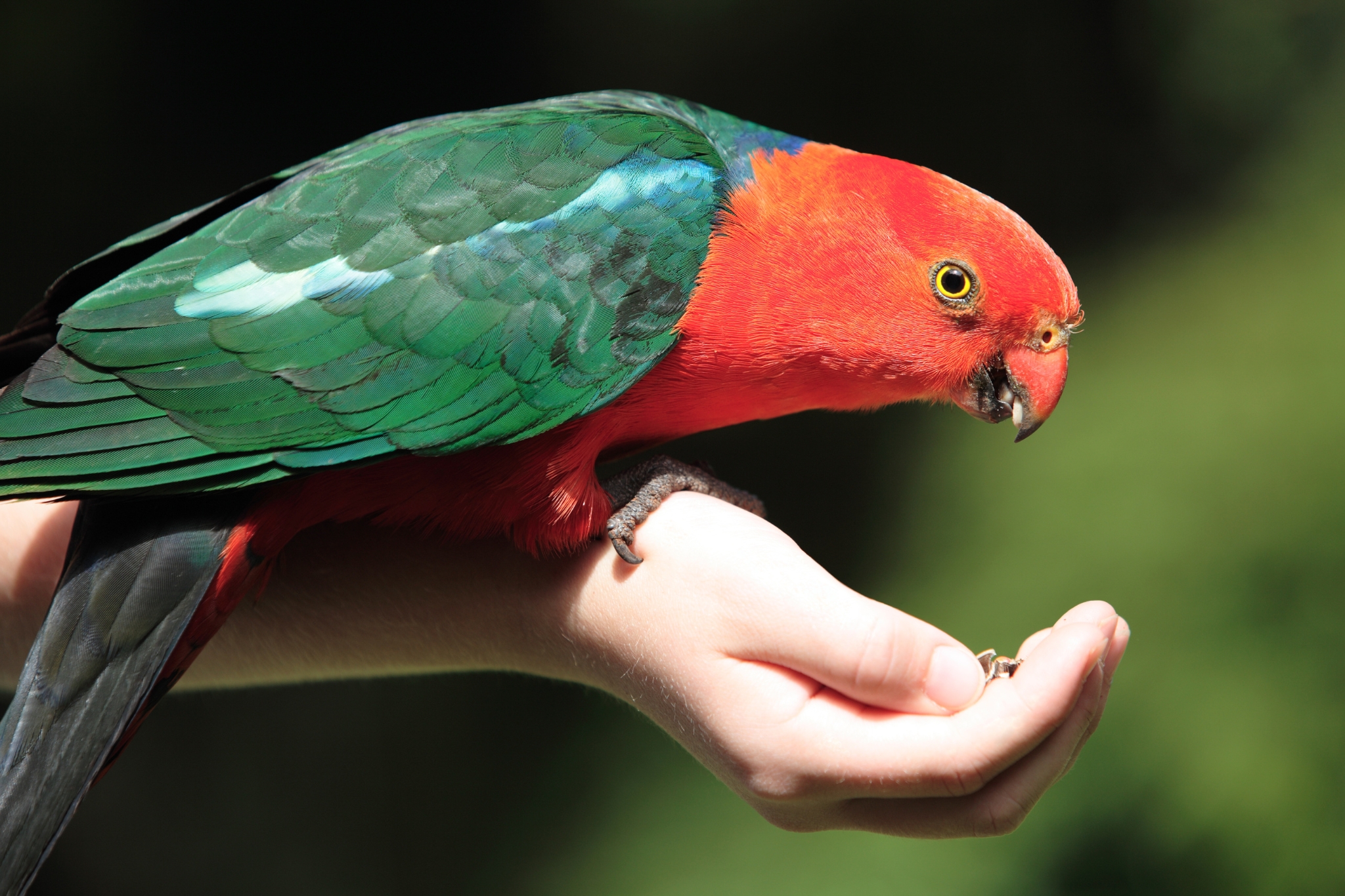 Animal Ambassador Research
