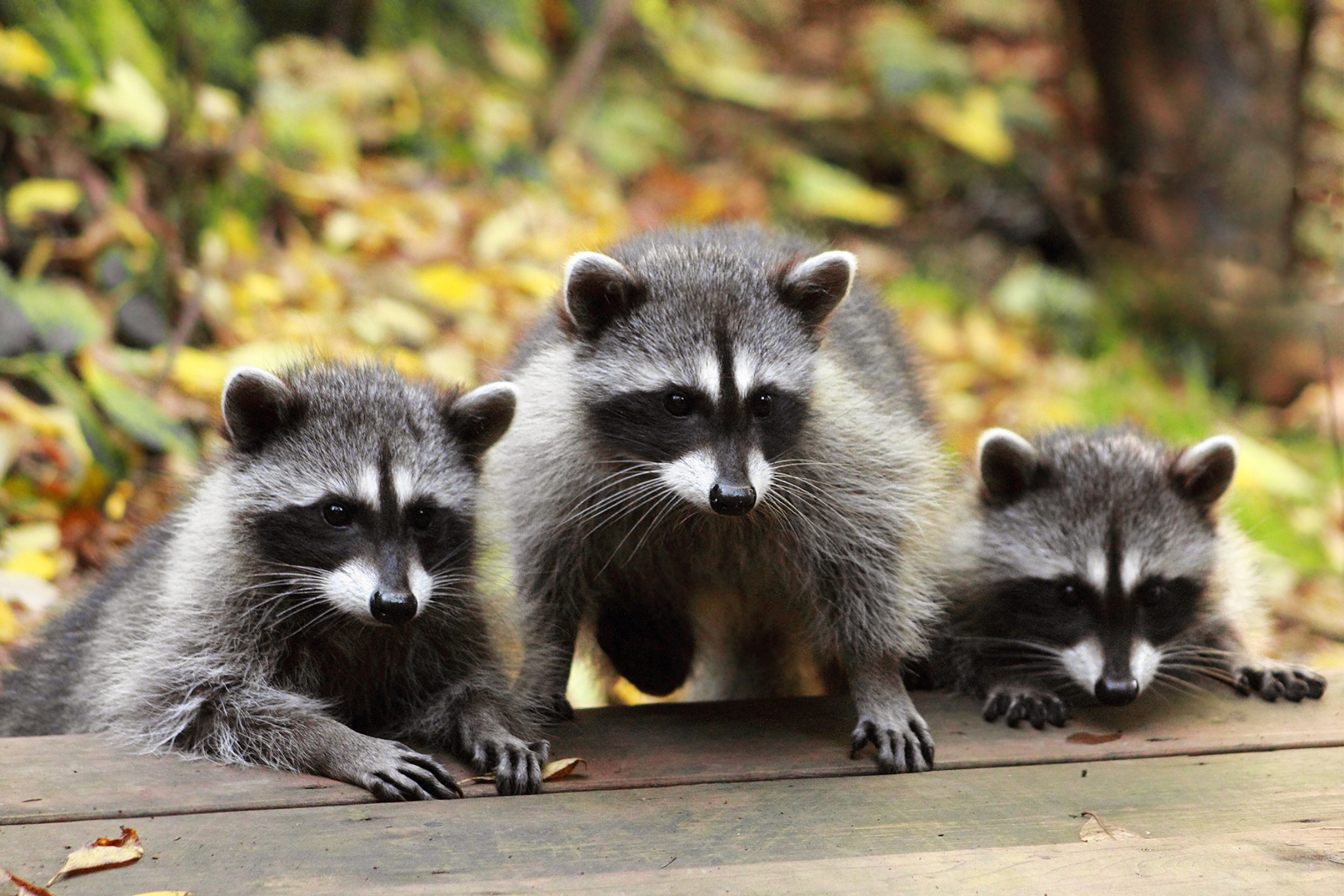 Do Pet Raccoons Get Mean? The Truth Every Owner Needs to Know