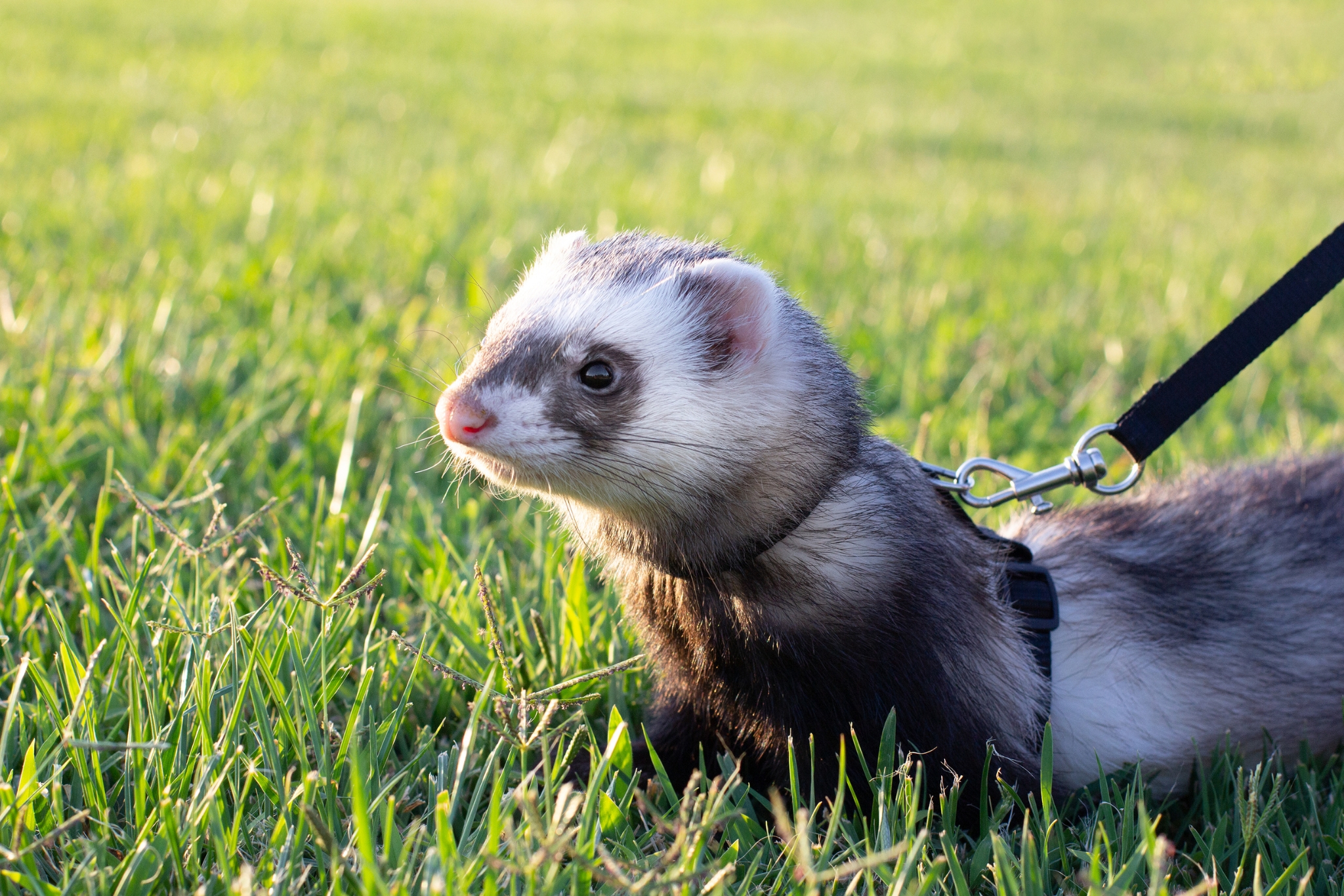 Can You Train a Ferret?