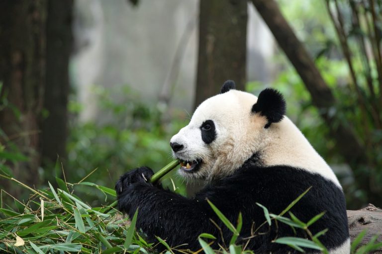 Animal Welfare Science and Conservation Science