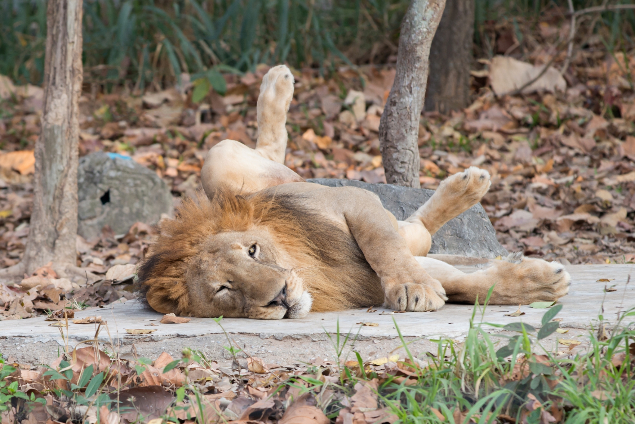 How Do We Know If Animals Are Happy? - How Scientists Measure Animal Welfare
