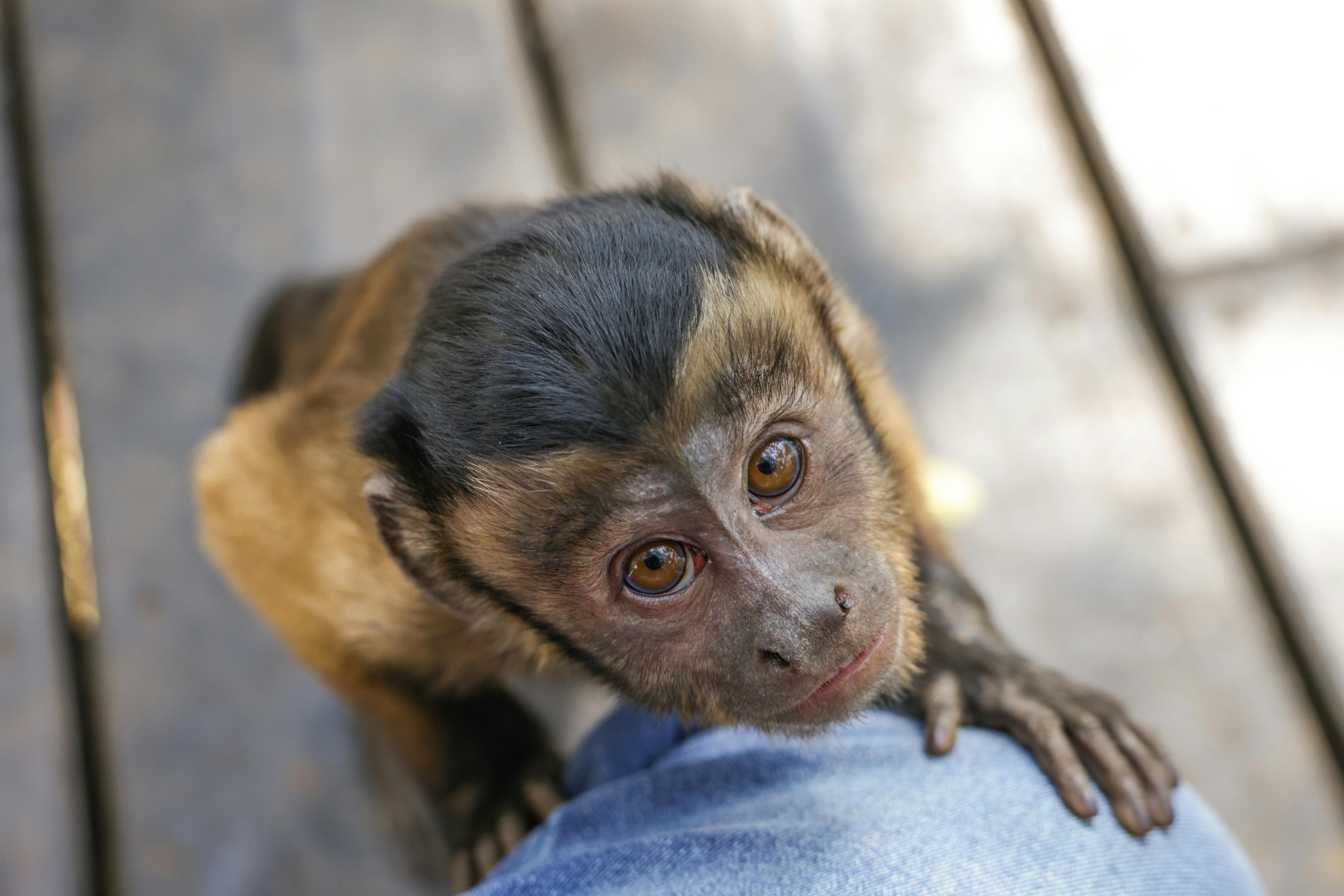 Pet Capuchin