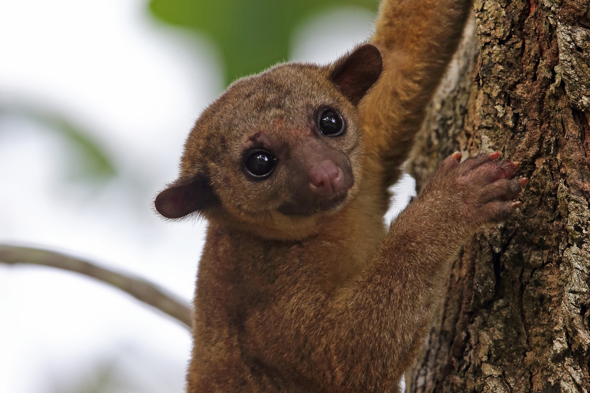 Why Do Pet Kinkajous Get Rehomed So Often? The Real Problems Nobody Talks About