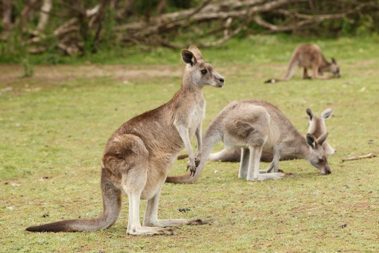 Are Grey Kangaroos Good Pets? The Honest Truth About Pet Kangaroos