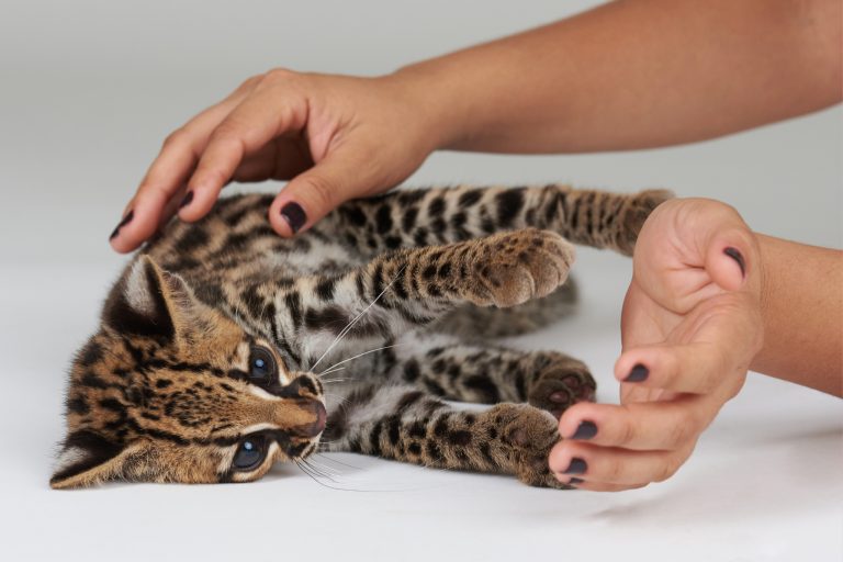 The Secret to Happier Exotic Pets That Most Owners Overlook