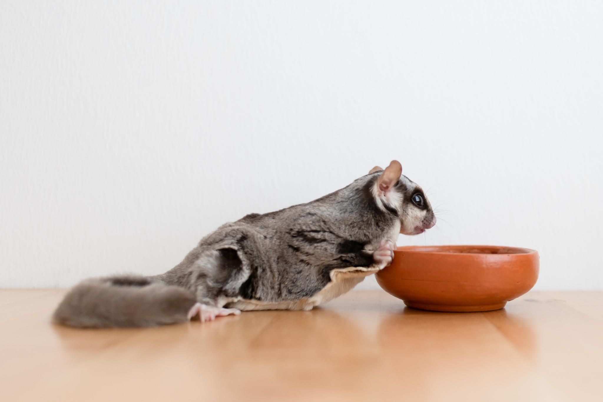 Why Does My Sugar Glider Do That? Pet Behavior Explained