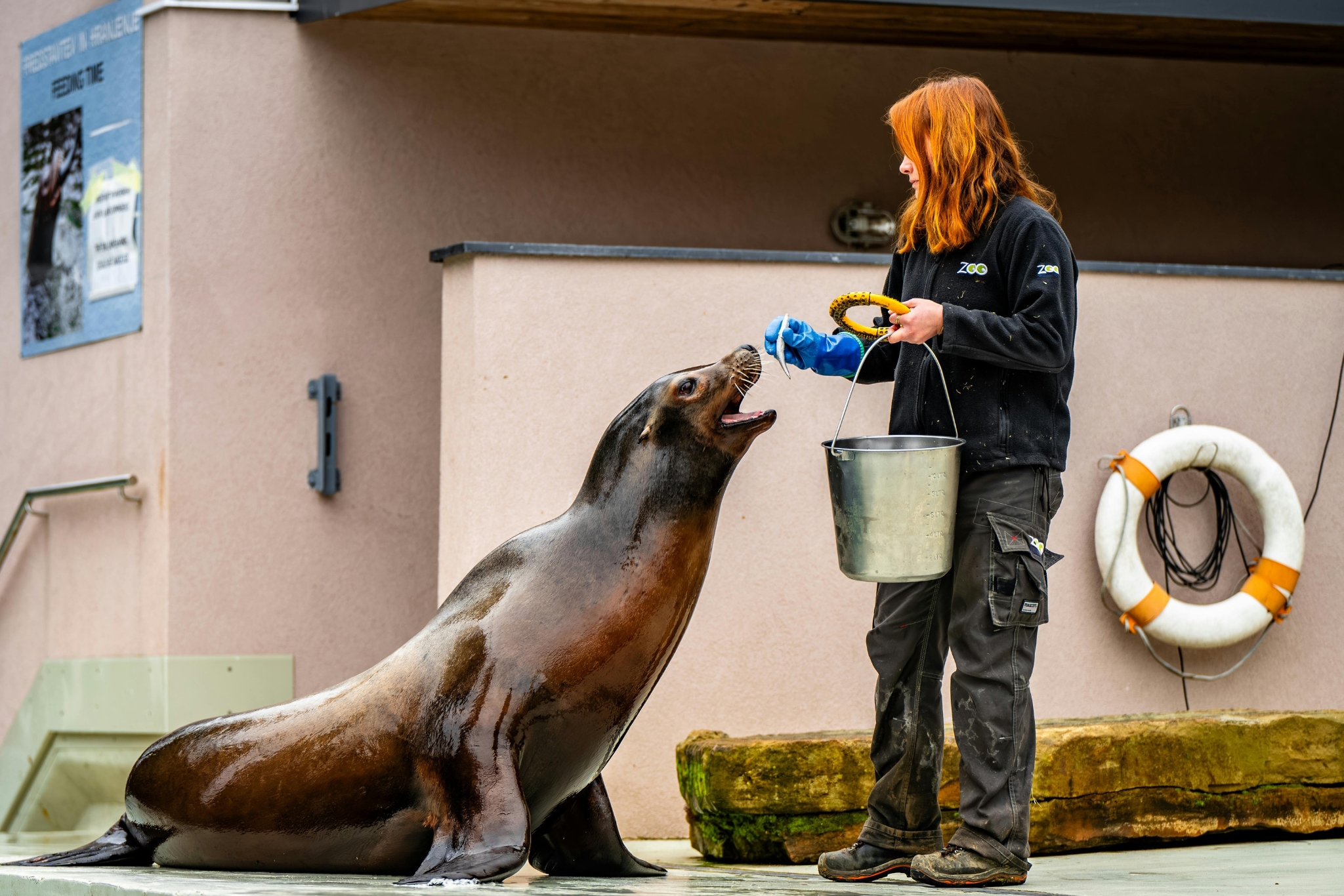 What It's Like Being a Zookeeper? - The Good, The Messy, and The Absolutely Magical