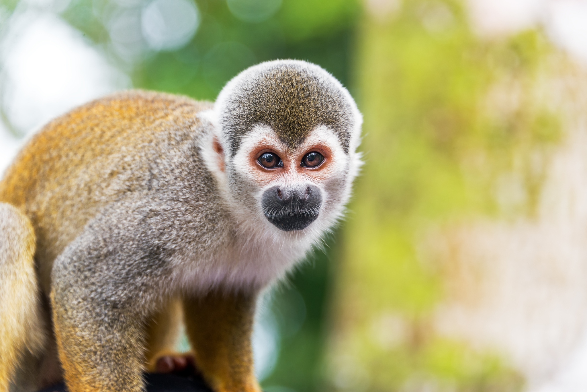 The Best USA States for Exotic Pets 