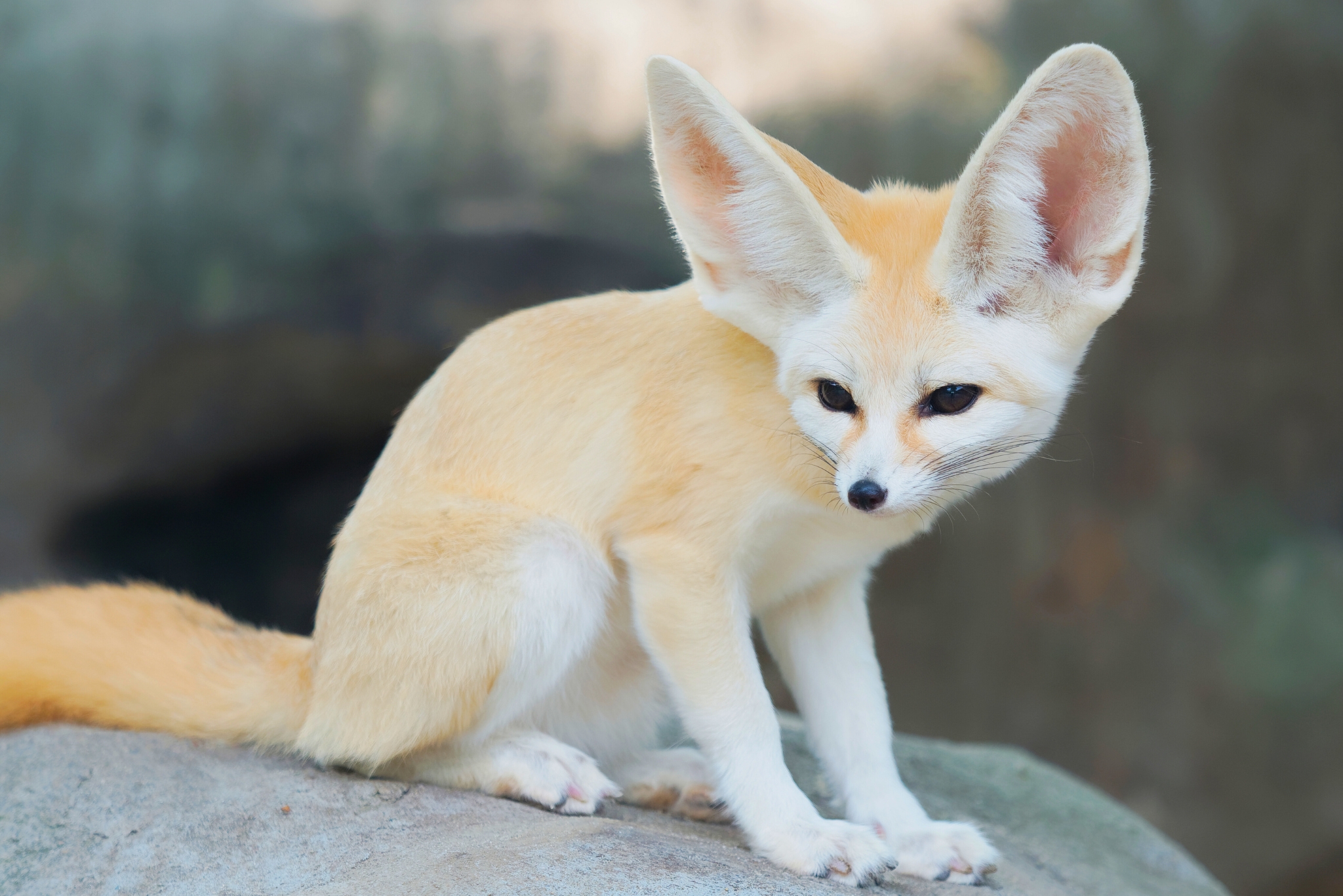 Pet Fennec Foxes