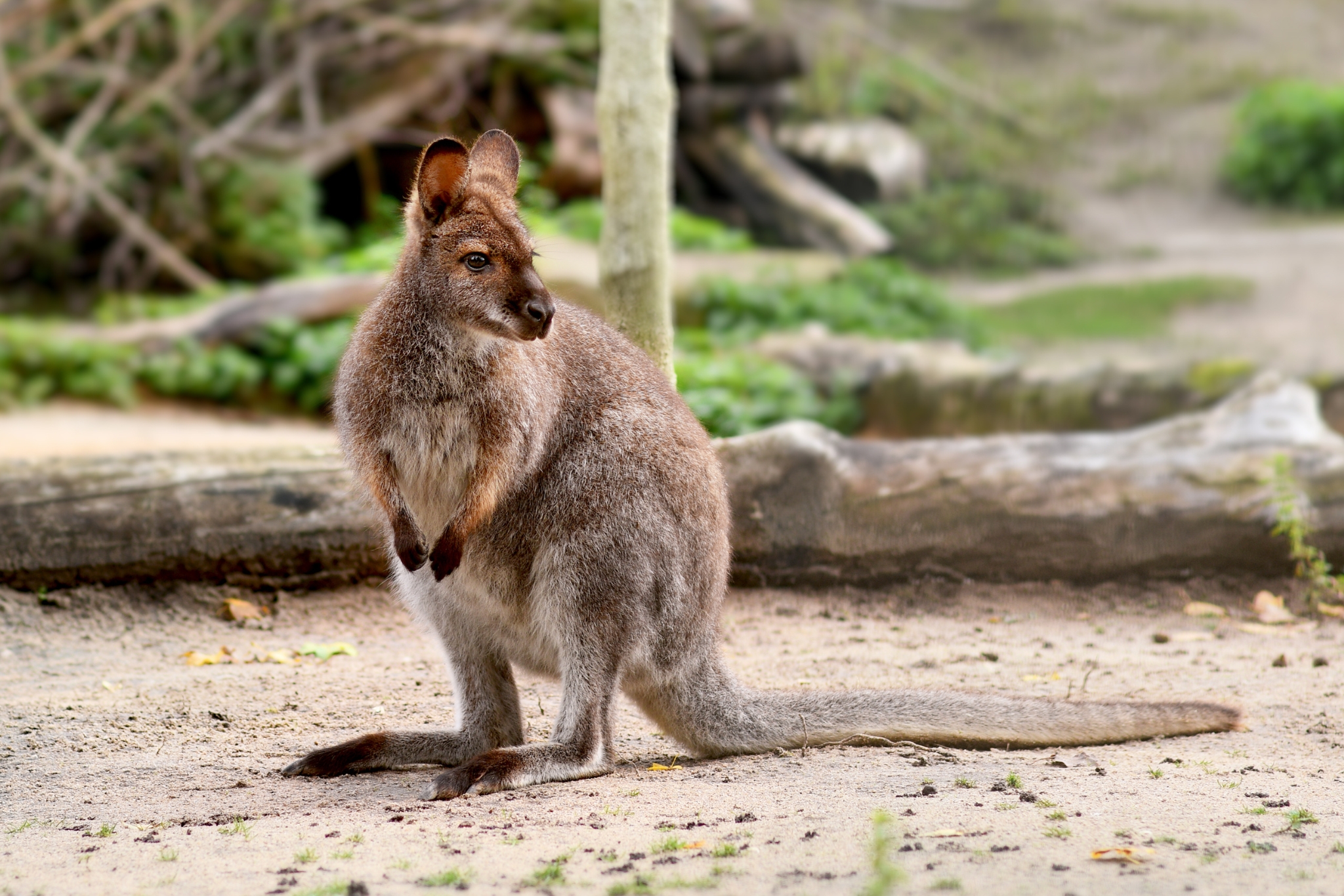 The Best Exotic Pets - Guide to Unique Animal Companions