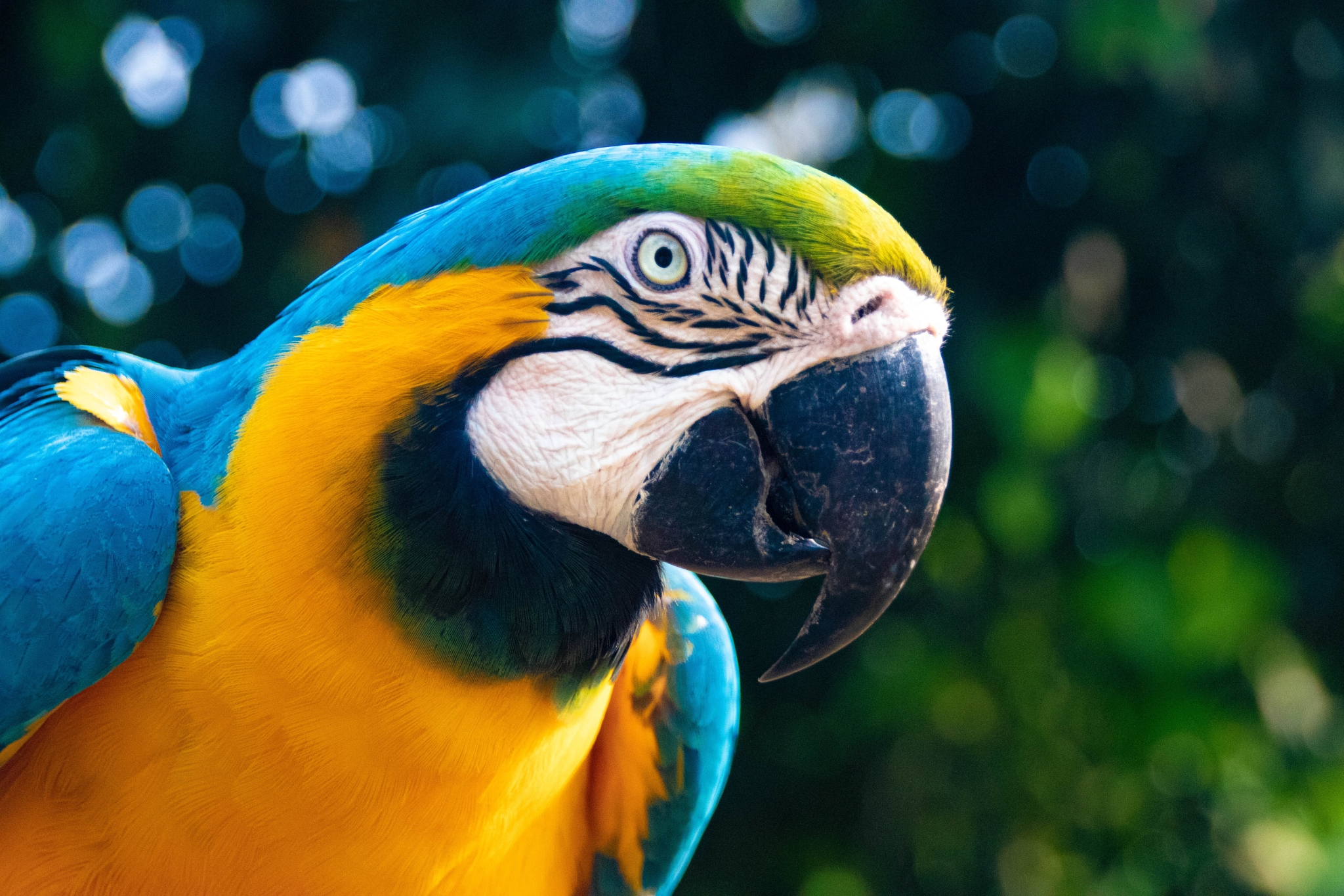 Which Exotic Pet Matches Your Personality? Take the Quiz to Discover Your Match