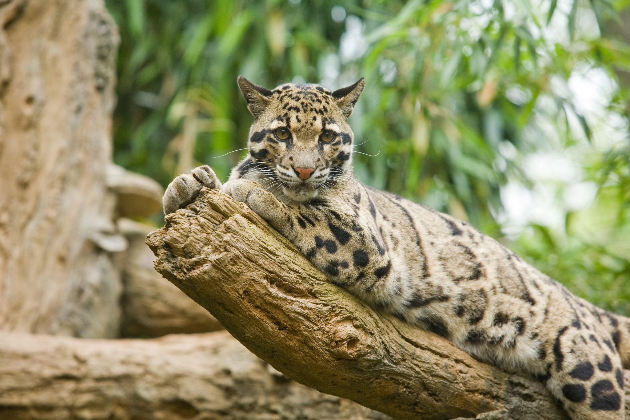 Exotic Pet Influencers: The Good, Bad, and Questionable Truth