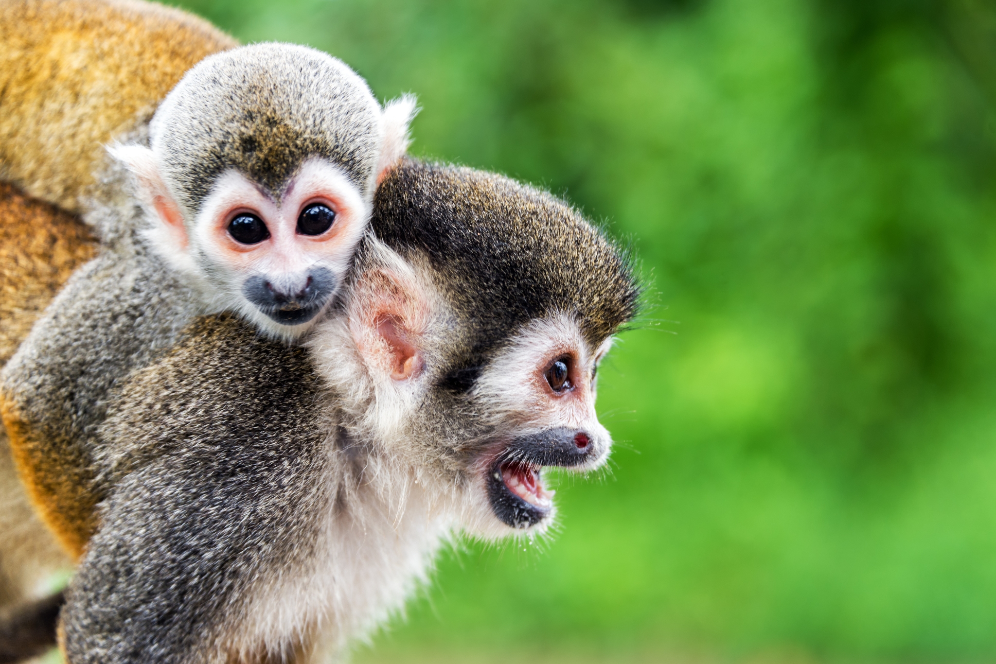 Are Current Exotic Pet Care Standards Based on Real Science? The Answer Will Surprise You