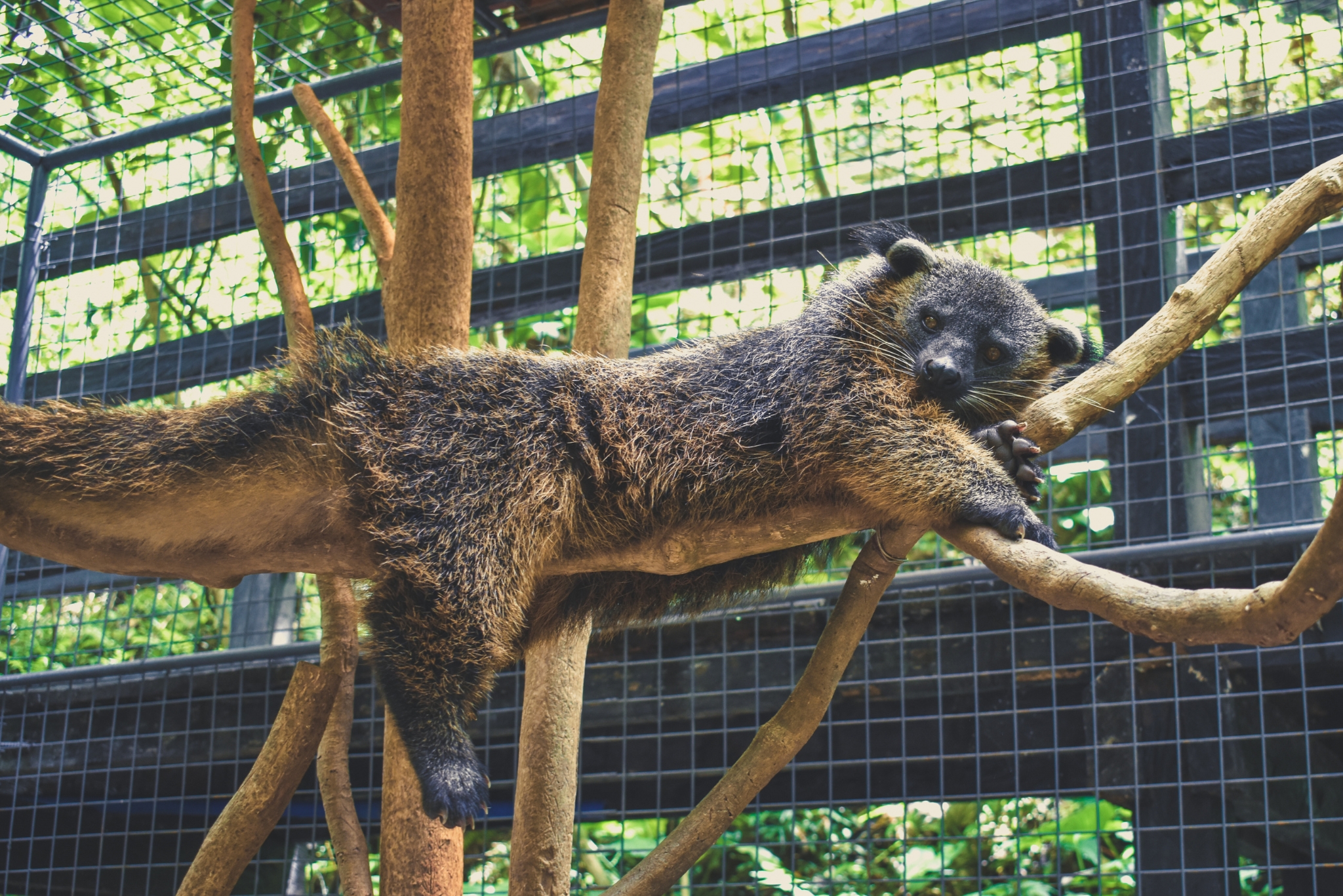 Pet Binturong