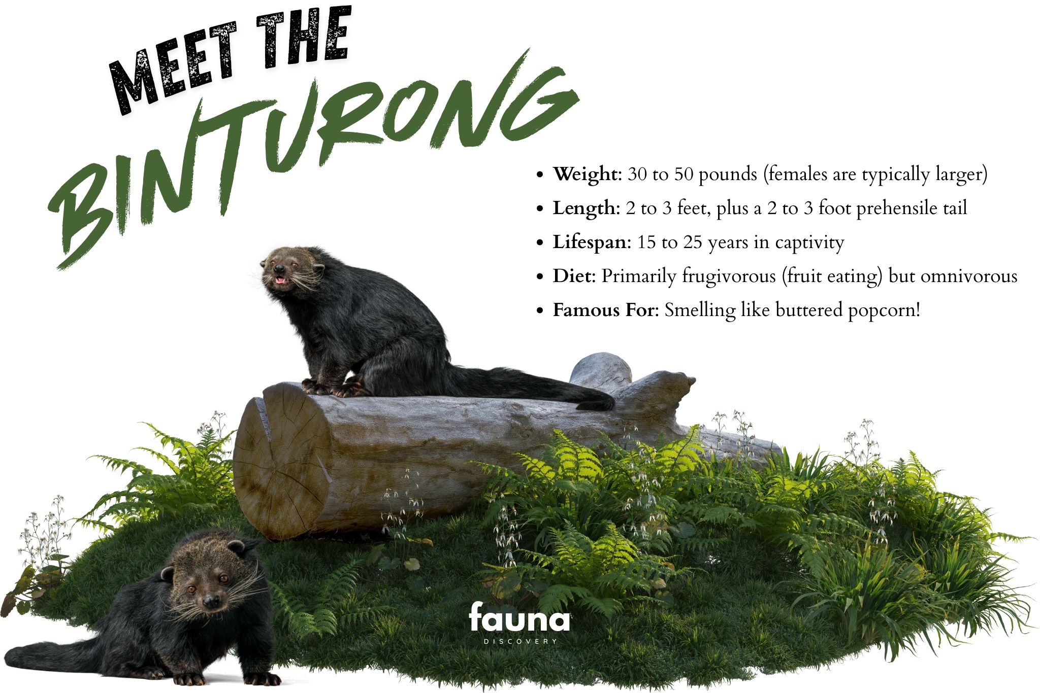 meet the binturong
