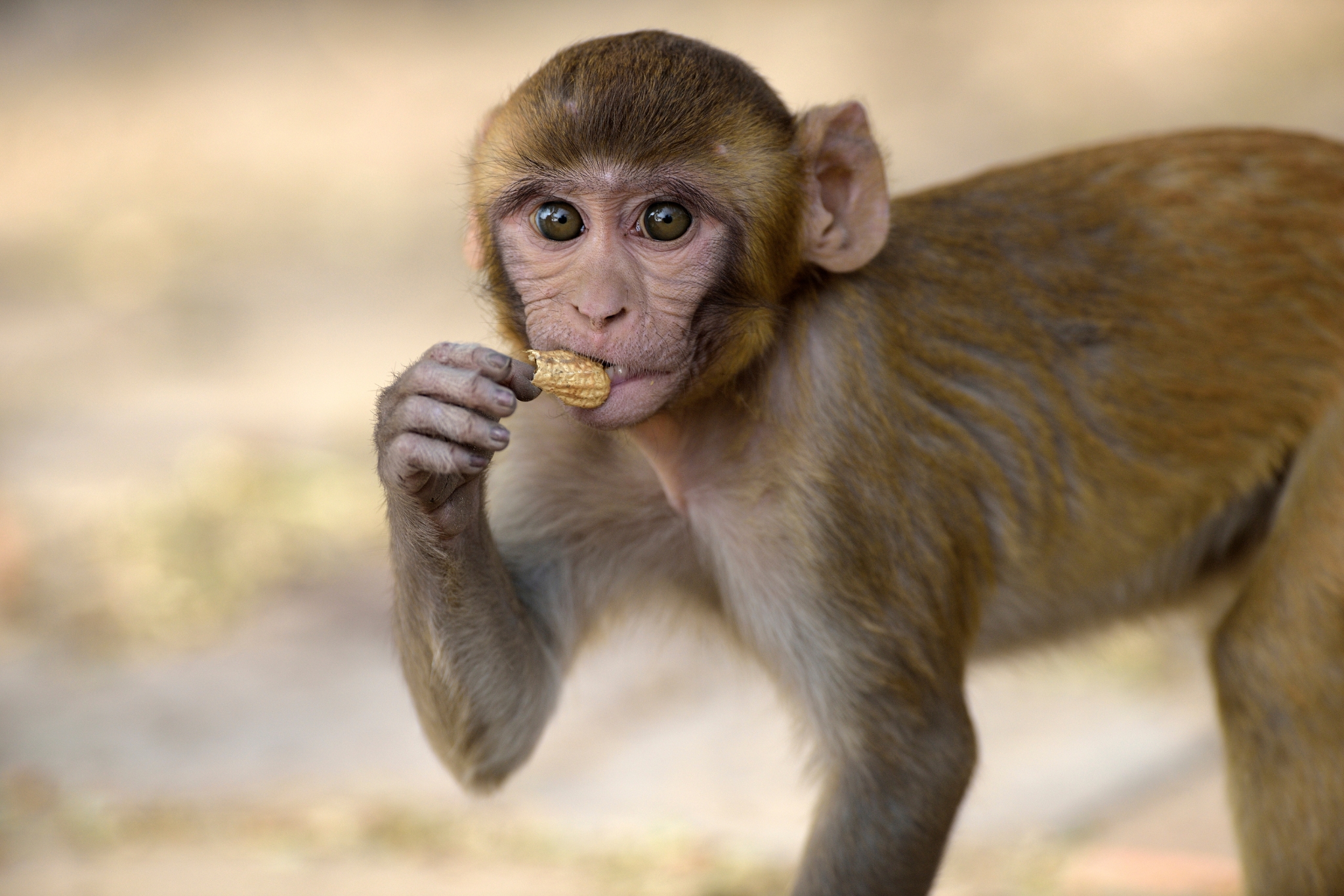 Baby Monkeys Need 24/7 Care: The Reality of Raising Infant Primates