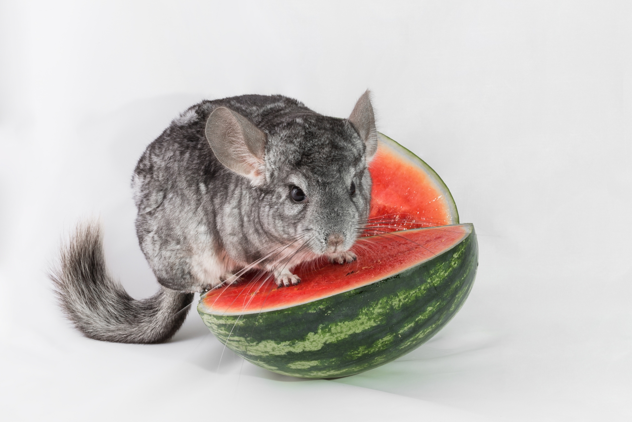 Can Chinchillas Eat Fresh Fruits and Vegetables? Here's Why They Shouldn't