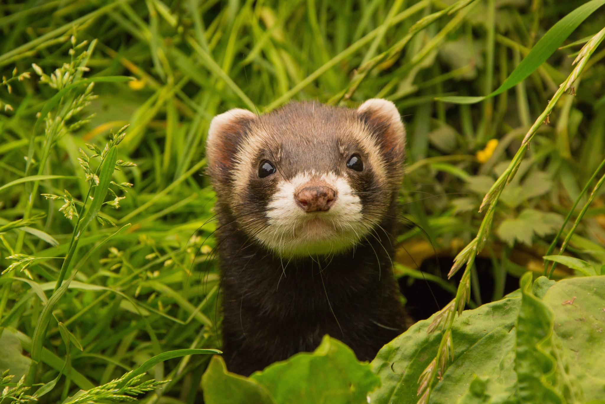 The Ferret Owner Challenge: Quiz Your Knowledge on Pet Ferrets