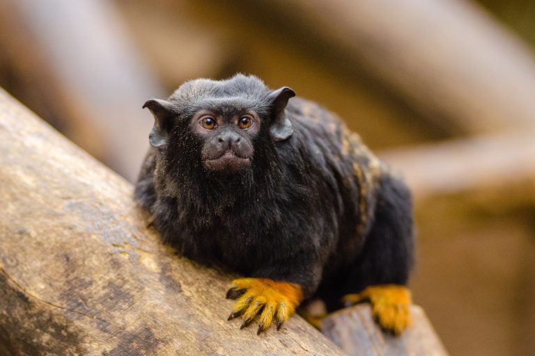 Red Handed Tamarin Facts: Habitat, Behavior, Threats & Conservation