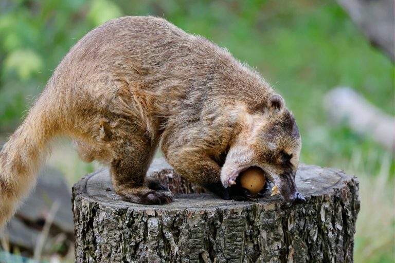 Best Treats for Pet Coatimundi: Fruits, Proteins & More