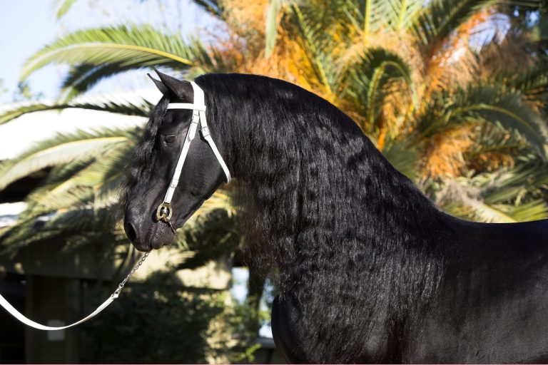 How Much Does a Friesian Horse Cost? Ultimate Price Breakdown