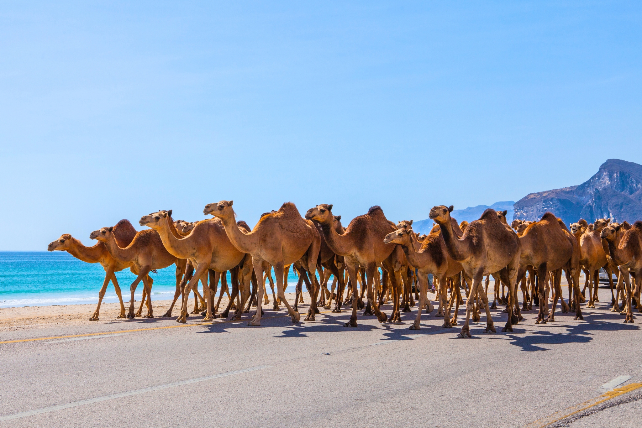 Why We Love Camels: 14 Reasons These Desert Darlings Make Good Companions