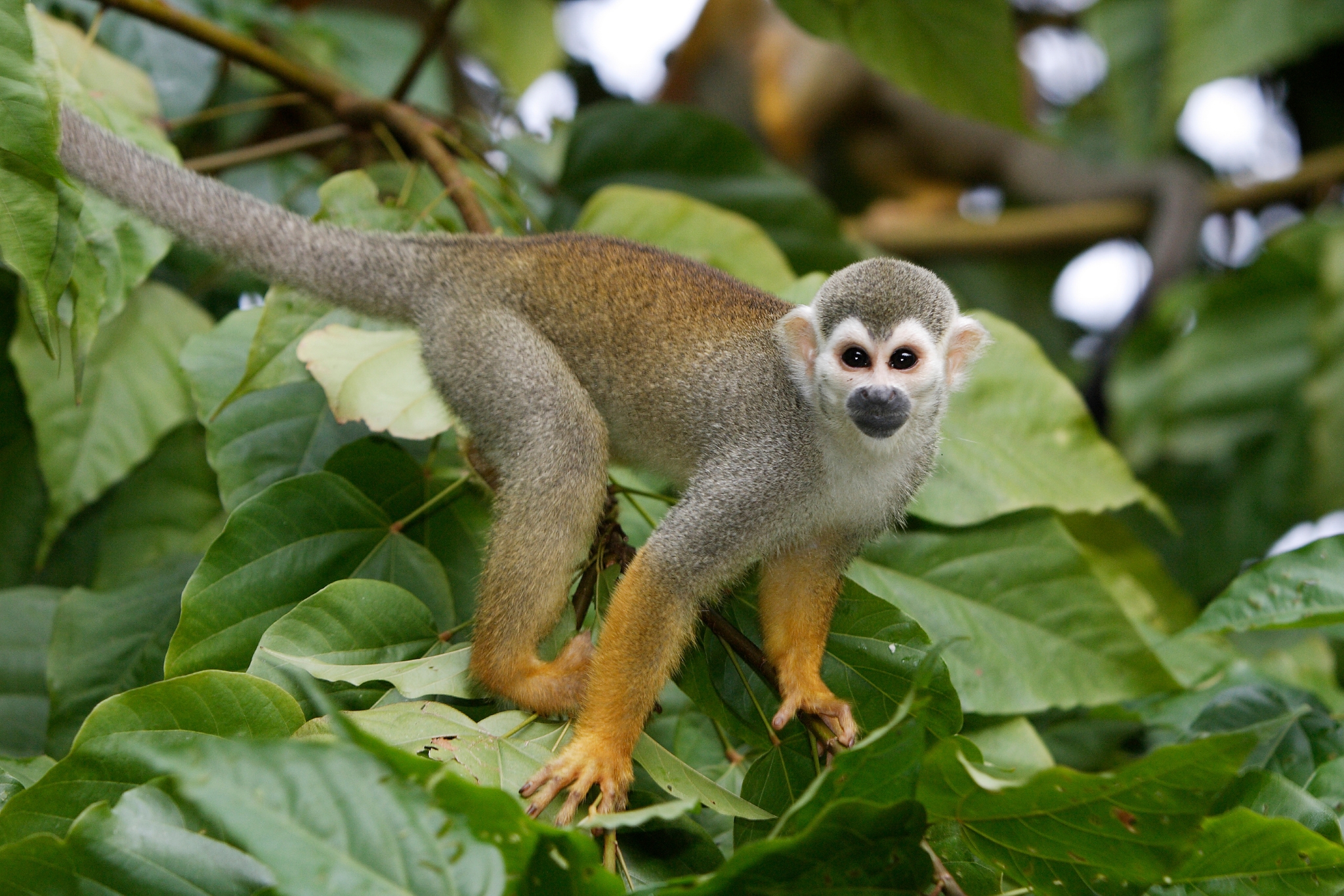 Why Do Squirrel Monkeys Kill Marmosets and Tamarins? The Hidden HVS-1 Danger Explained