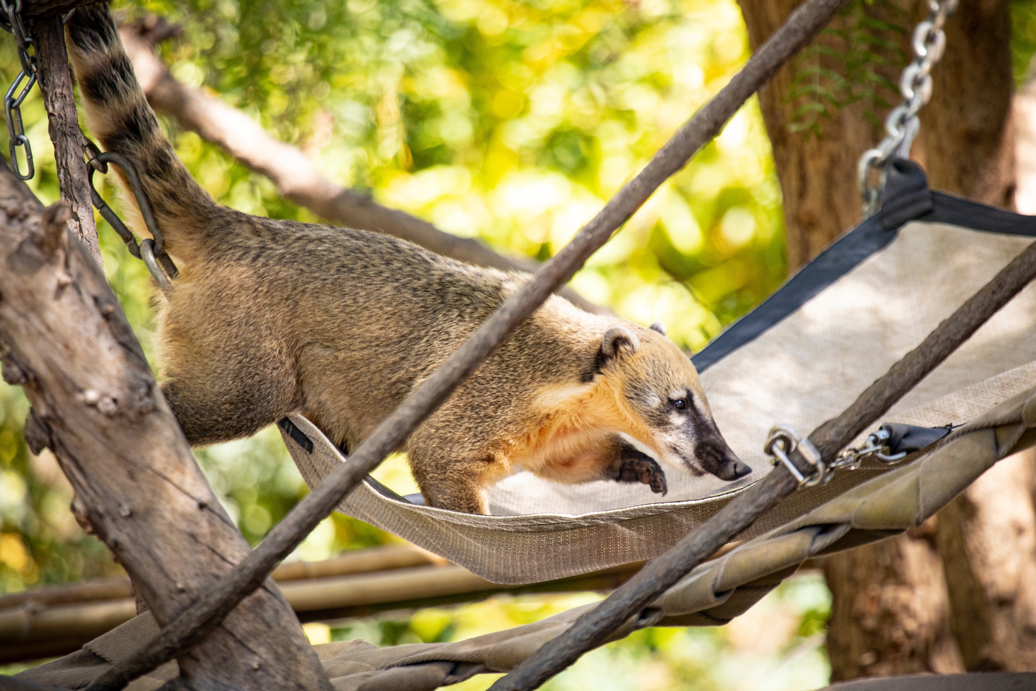 The Ultimate Guide to Pet Coatimundi Enrichment: Keeping Your Coati Happy and Healthy