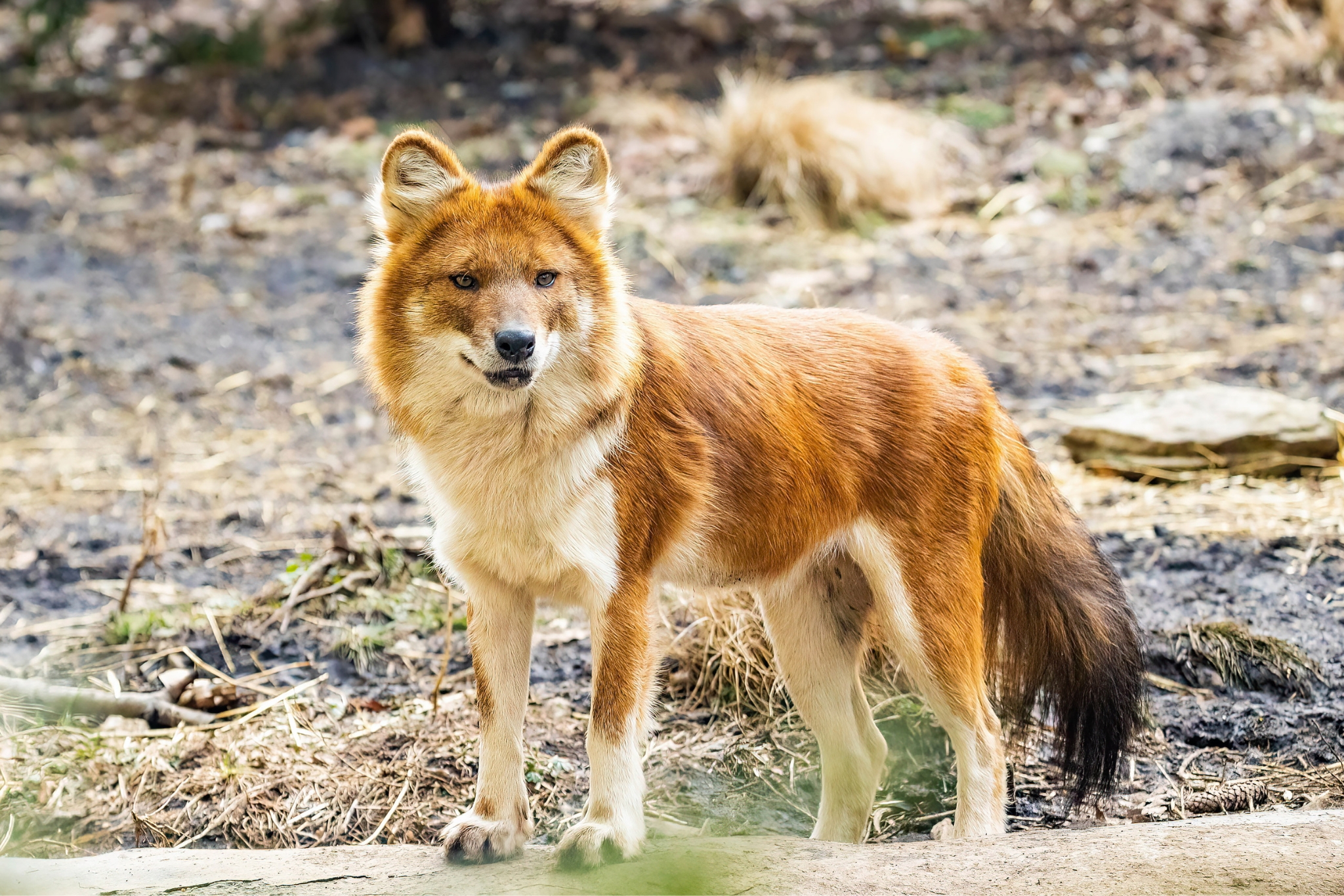 This Wild Dog Whistles Instead of Barks - Meet the Amazing Dhole!