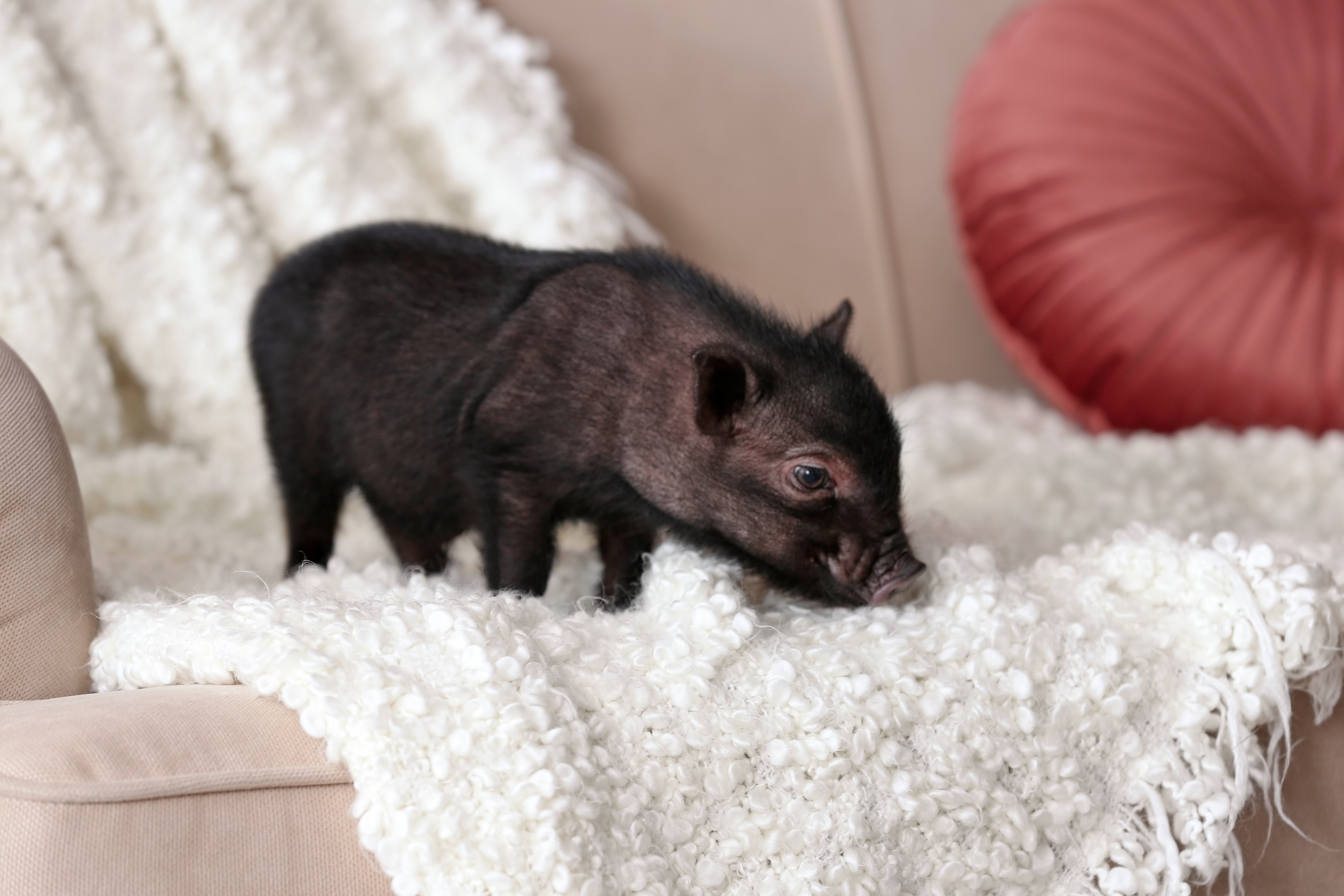 How to Potty Train Your Mini Pig: Complete Guide for Juliana Pigs & Other Breeds