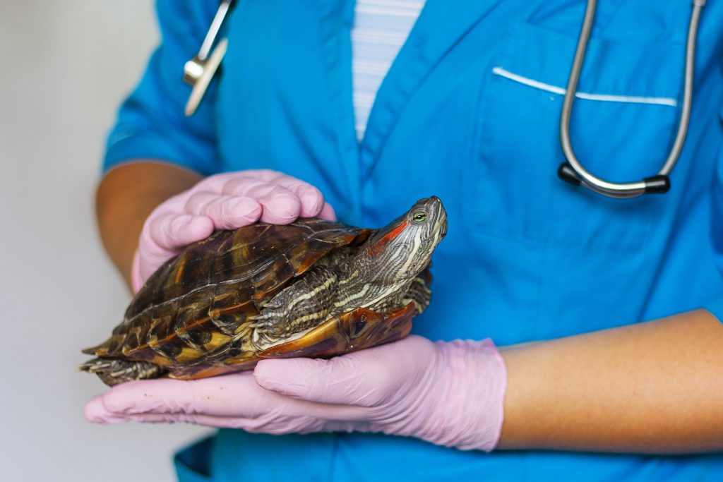 What is a Keystone Species? What You Need to Know About Nature's VIPs