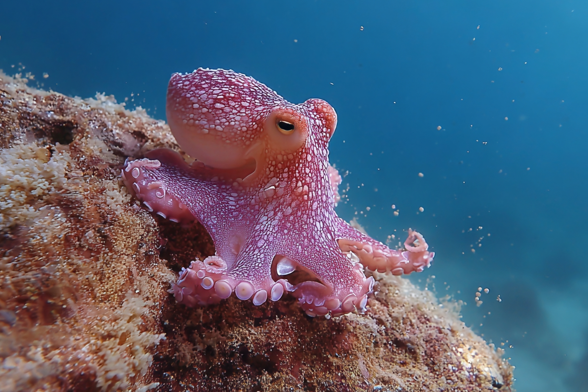 12 Wild Octopus Facts That Prove They're Basically Aliens