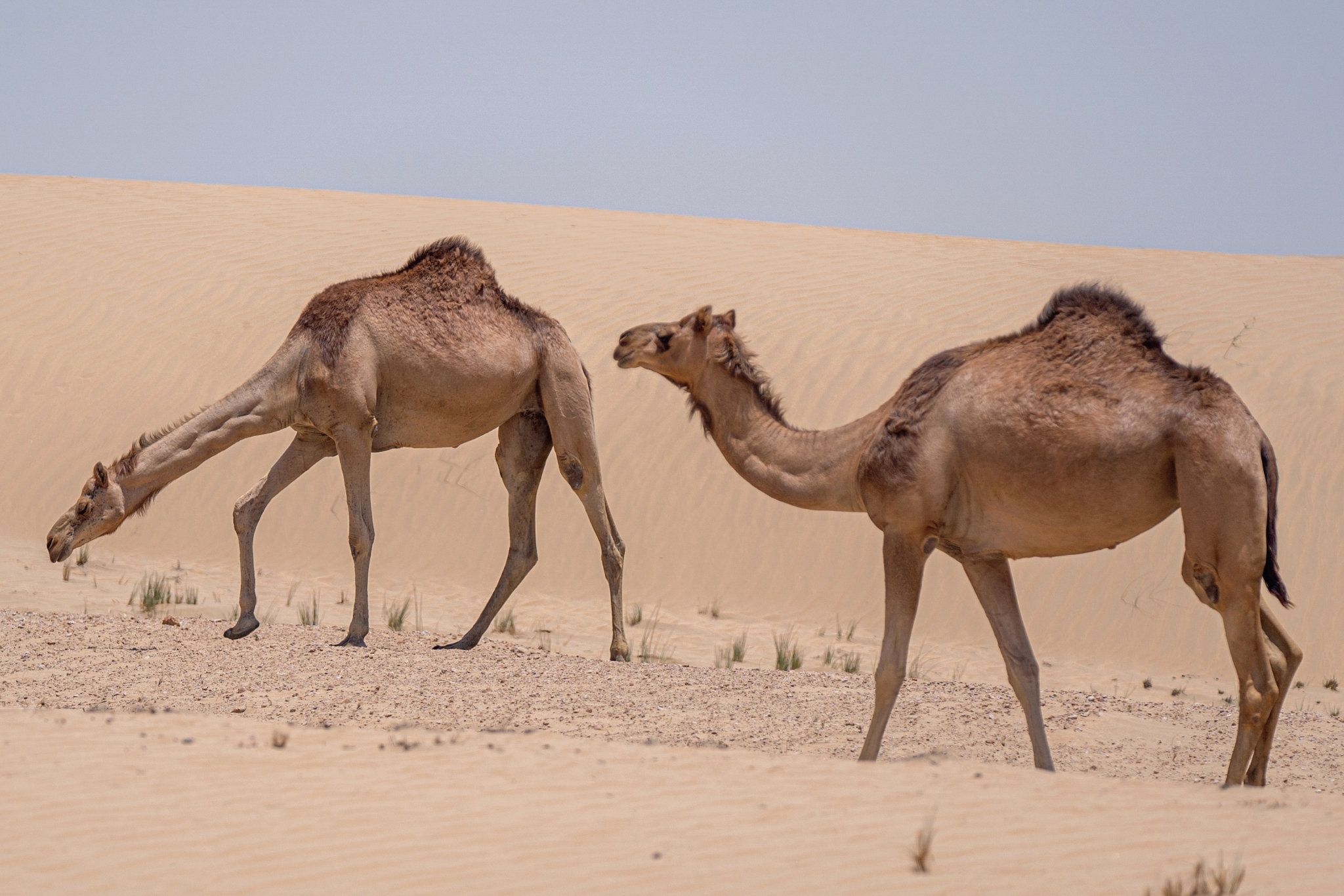 Best Camel Treats for Training, Bonding & Health