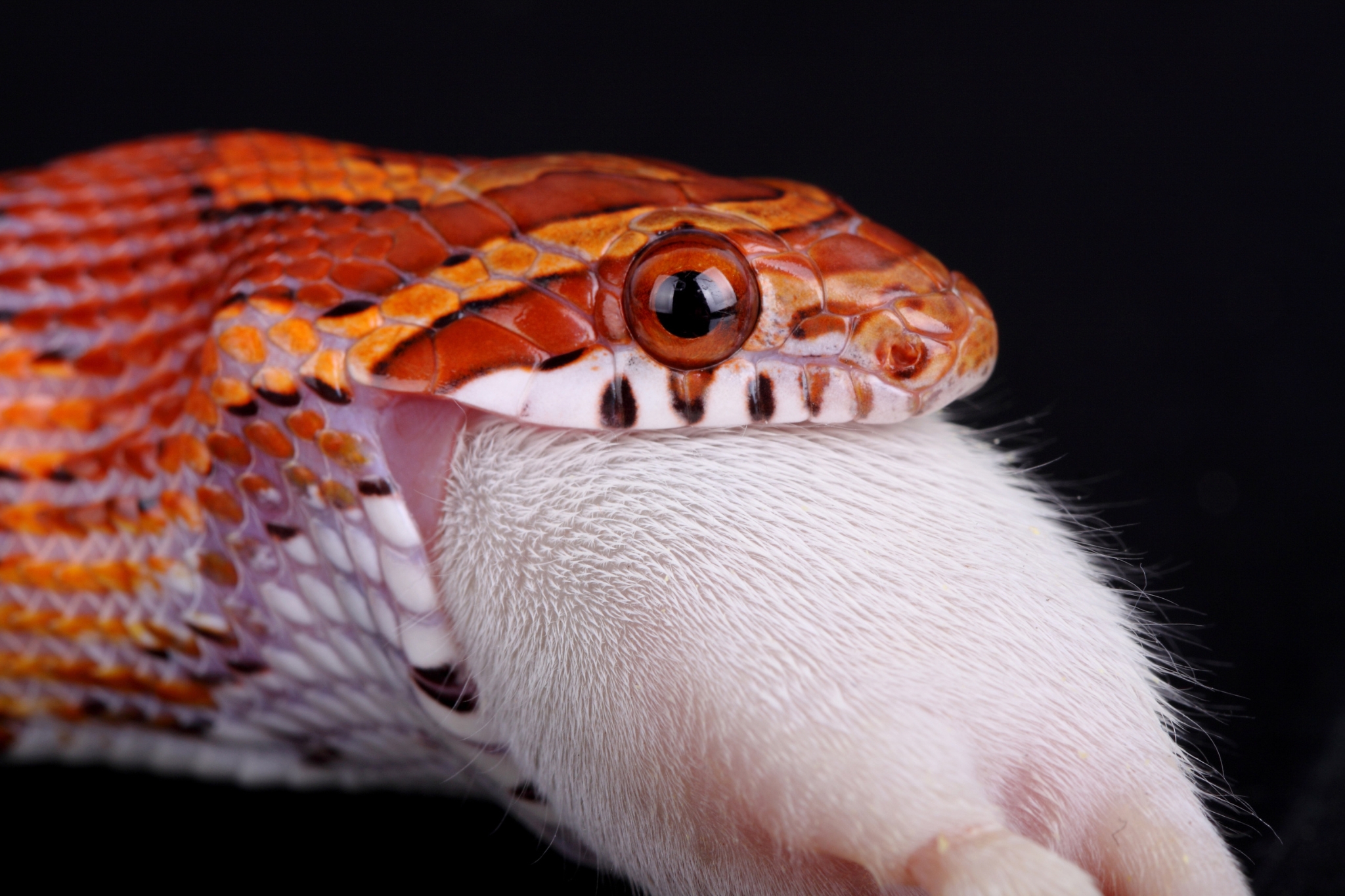 Why Won't My Snake Eat Frozen Mice? 12 Reasons & Proven Solutions