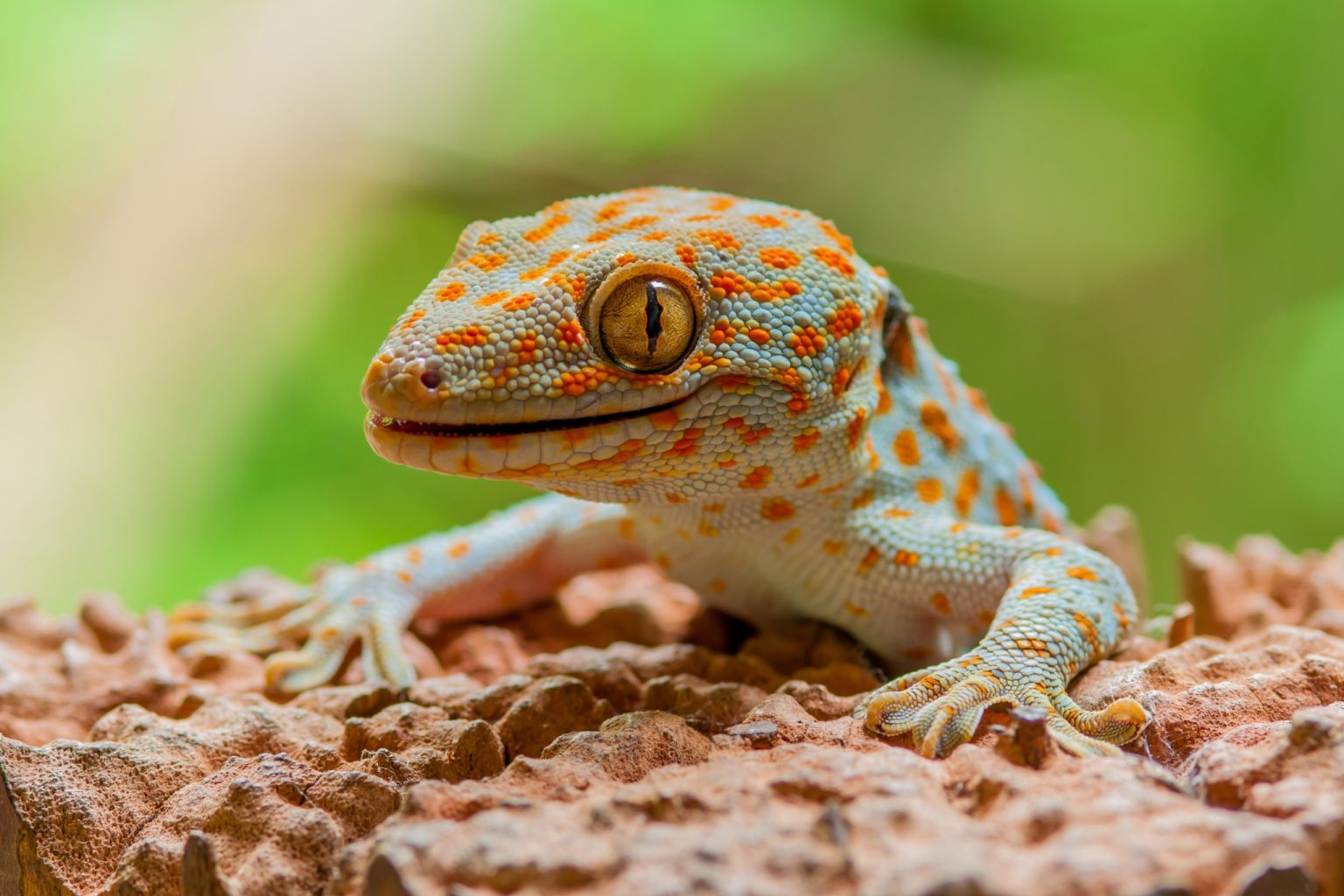 Gecko Facts: 14 Amazing Things You Didn't Know About These Adorable ...