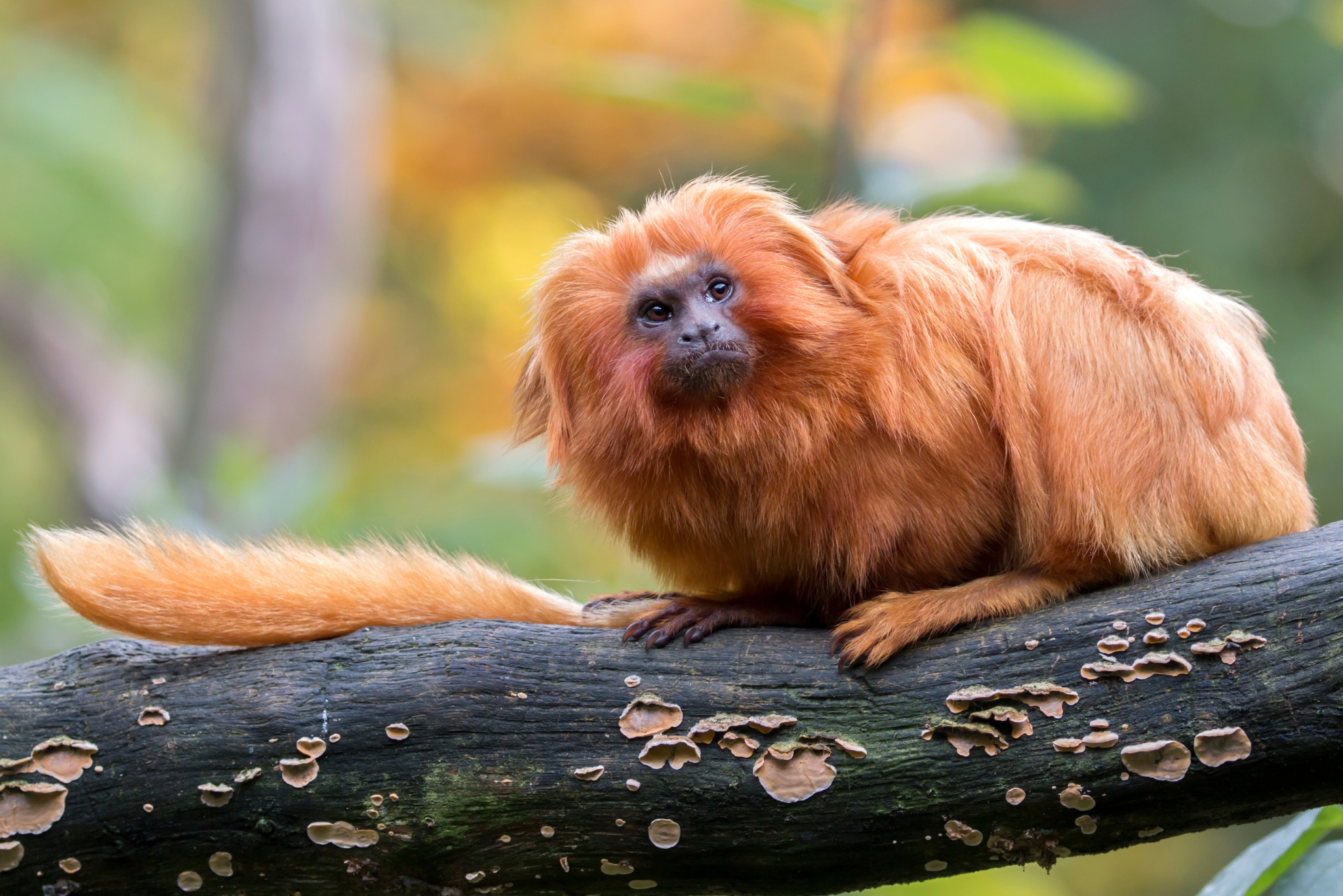 Golden Lion Tamarins: A Heartwarming Success Story