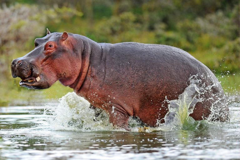 The Most Dangerous Animals to Humans: The Answers Will Surprise You