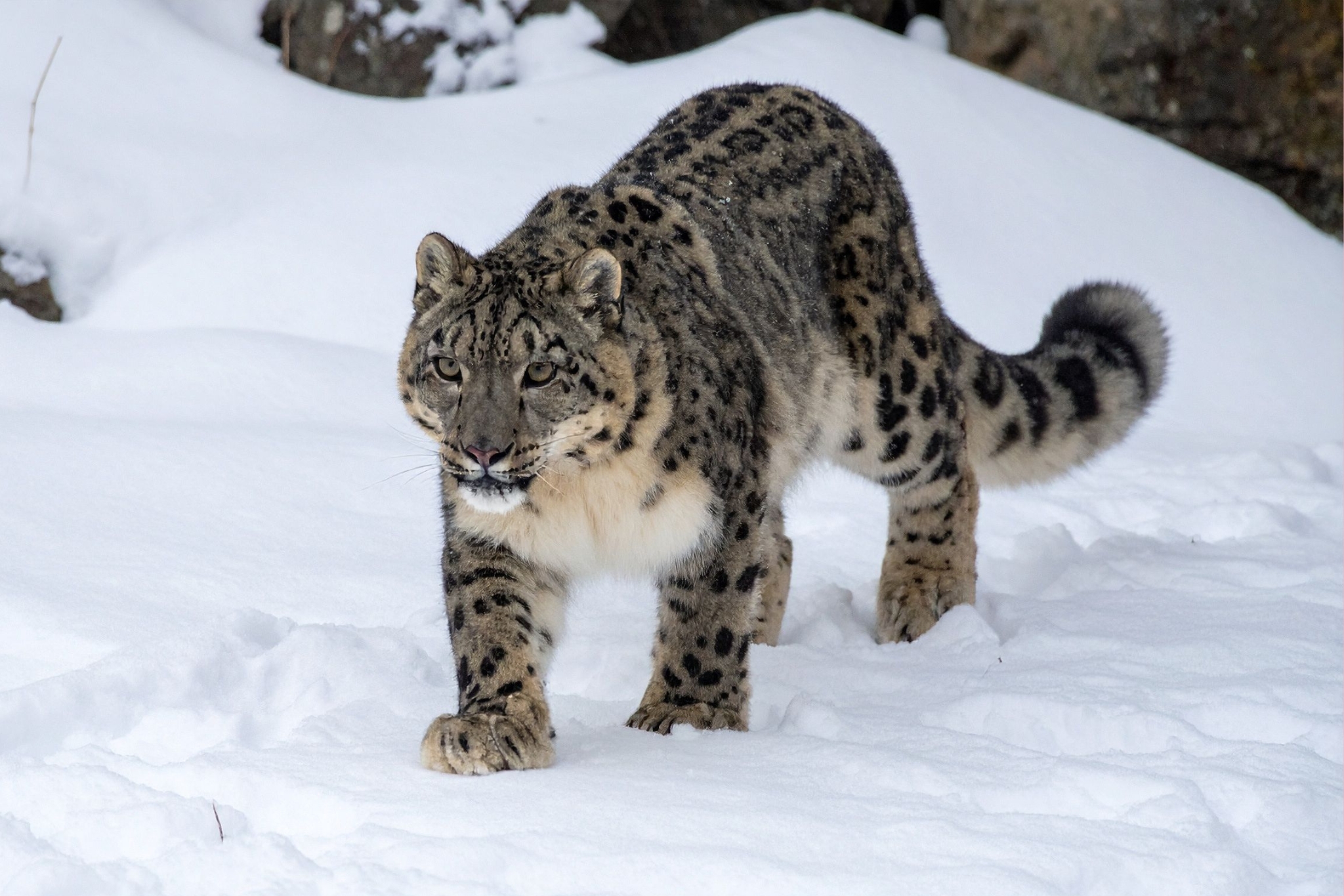 Animals That Thrive in the Snow: 13 Winter Wildlife Wonders