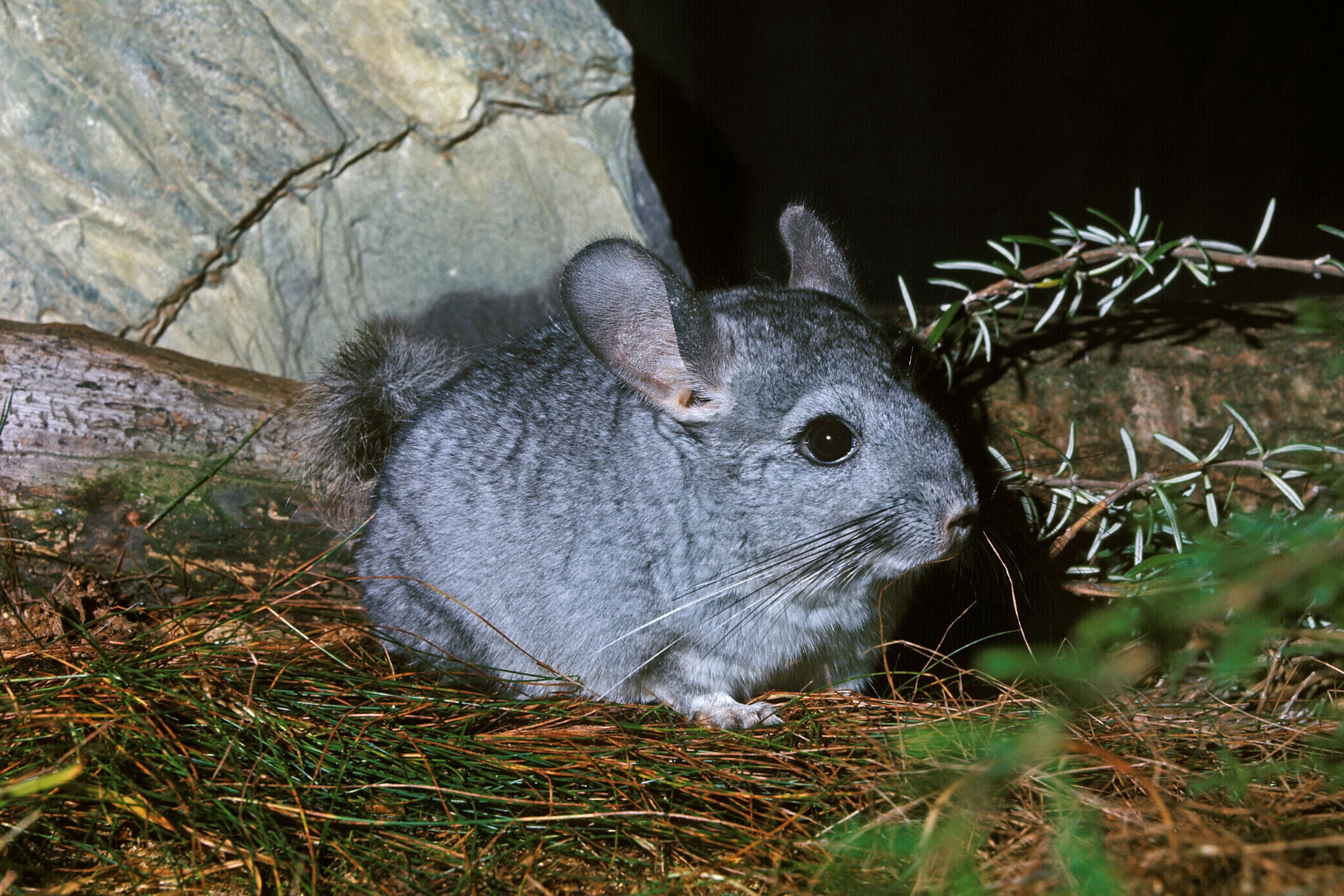 Why Do Chinchillas Overheat So Easily? A Complete Guide to Temperature Safety