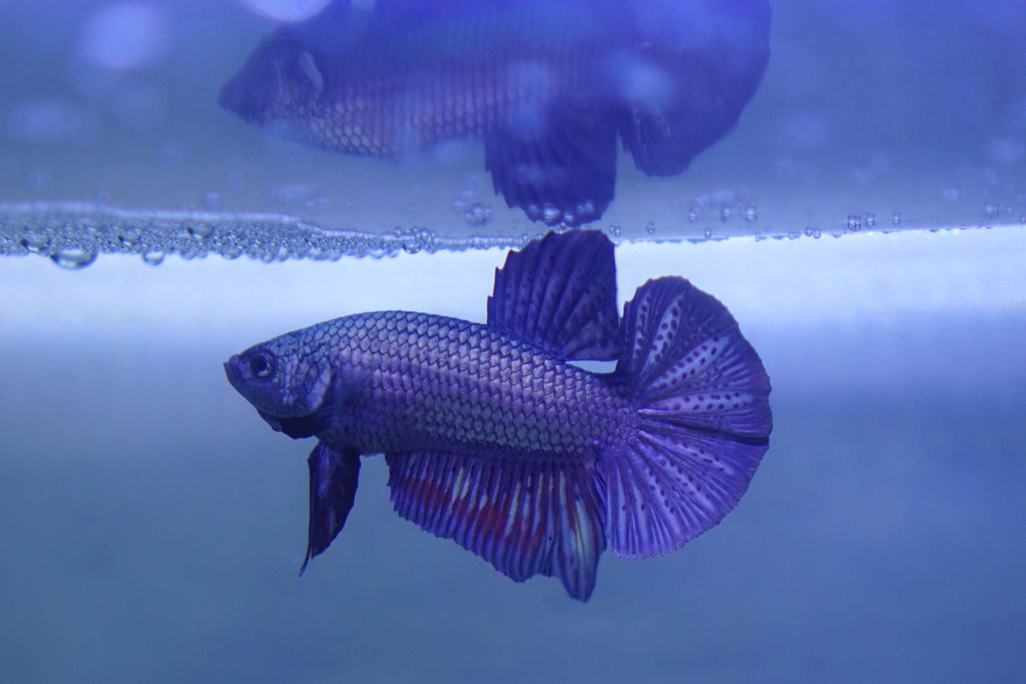 Why Do Betta Fish Make Bubble Nests? (It's Not What You Think!)