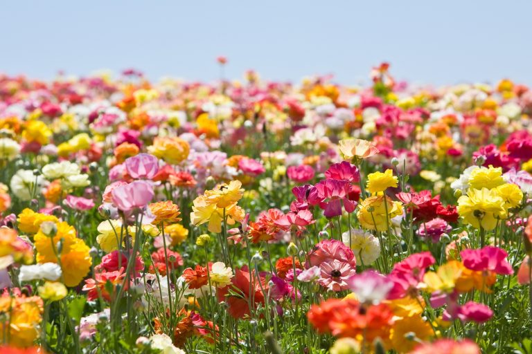 How to Create a Pollinator Friendly Garden: Best Flowers, Design Tips & Care Guide