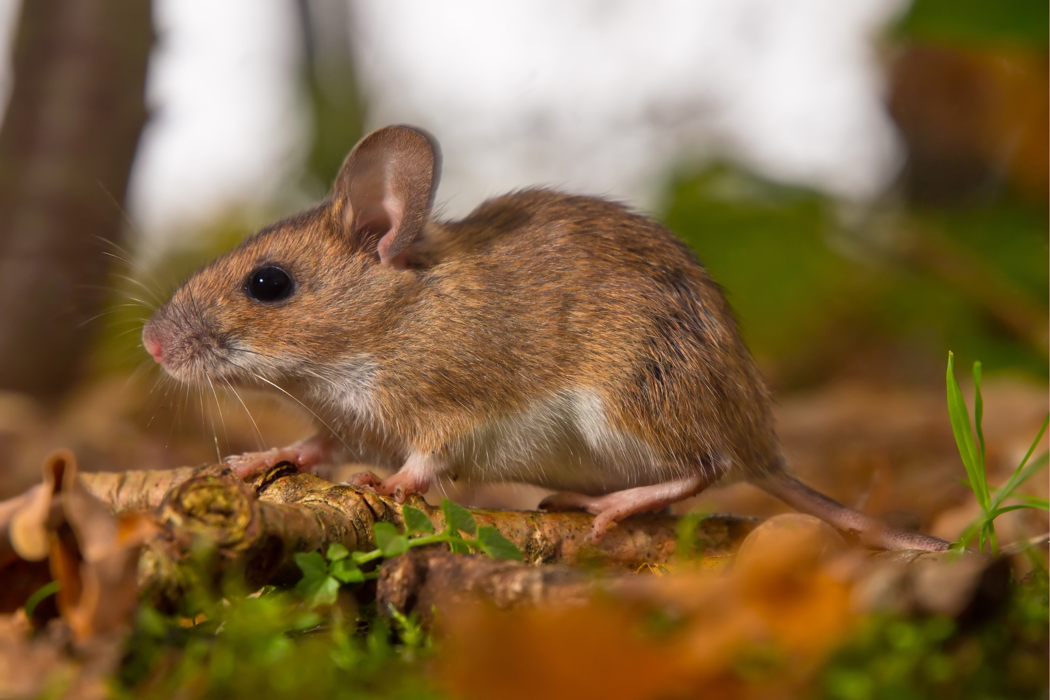 Scientists Put Anxious Mice in Nature… What Happened Next Will Change How You Care for Exotic Pets