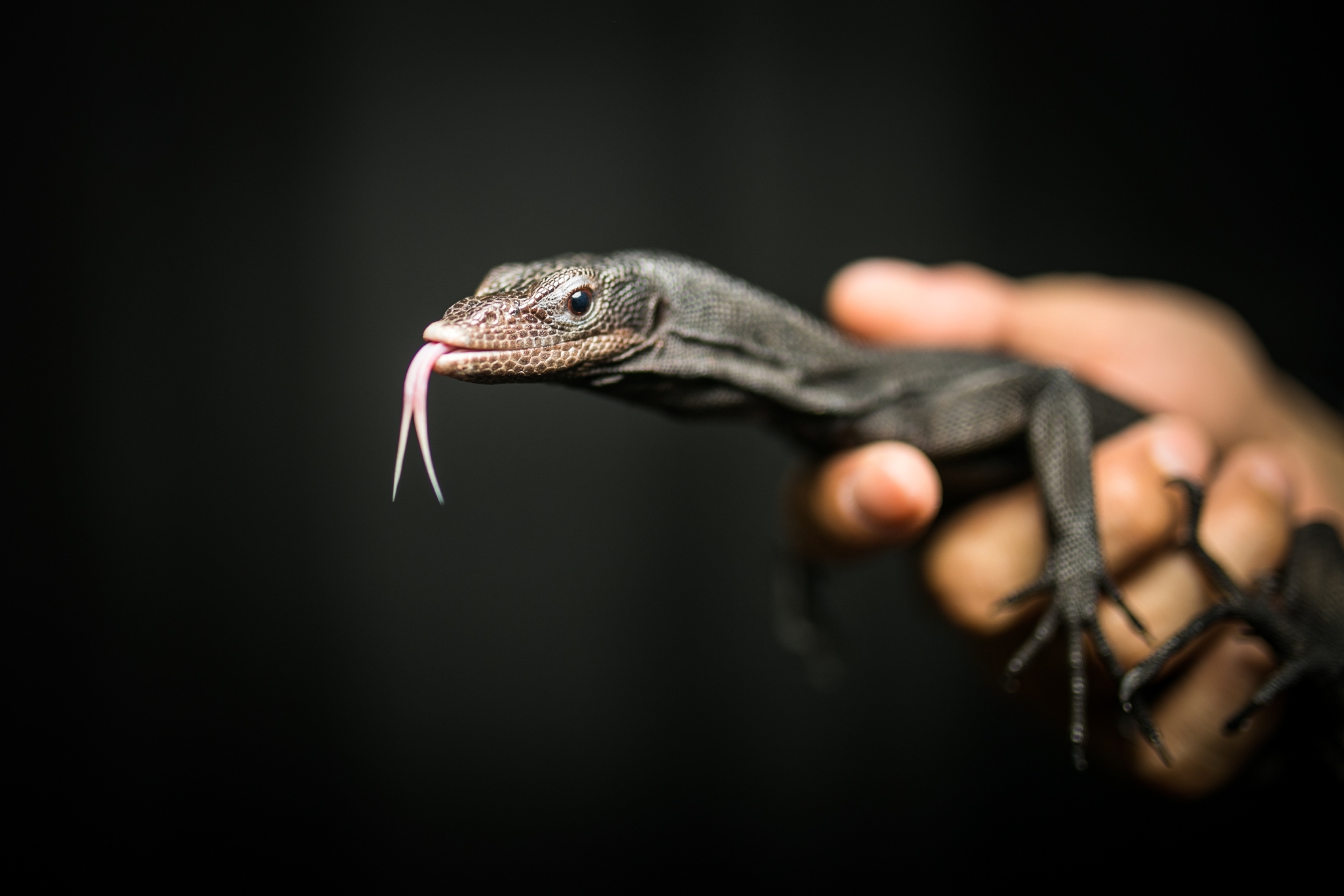 How Gen Z Is Revolutionizing Exotic Pet Ownership (And What You Need to Know)