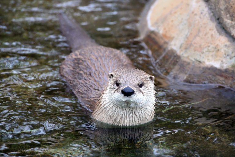 25+ Incredible Wildlife Species You Can Spot in Tennessee (And Where to Find Them)