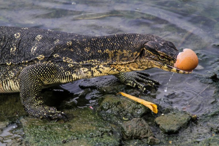 Best Treats for Water Monitors: From Eggs to Whole Prey