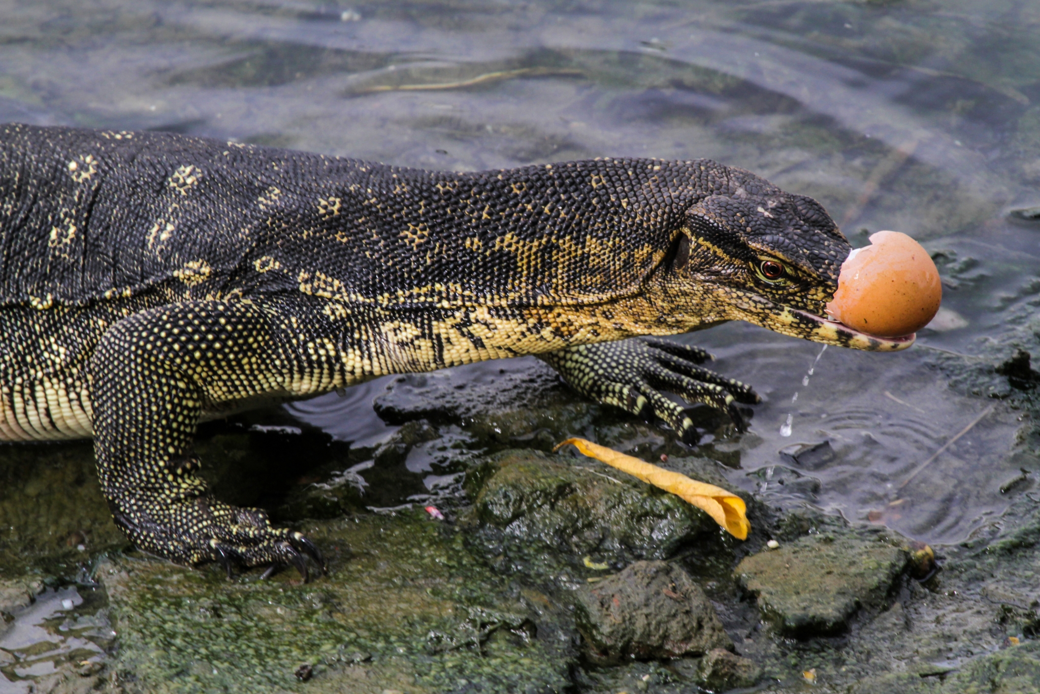 Best Treats for Water Monitors: From Eggs to Whole Prey