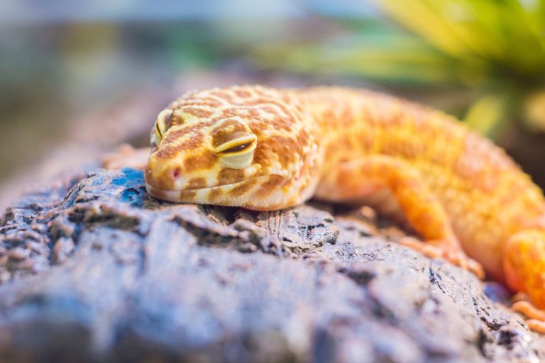 Can Leopard Geckos Live Without Lights? The Surprising Truth