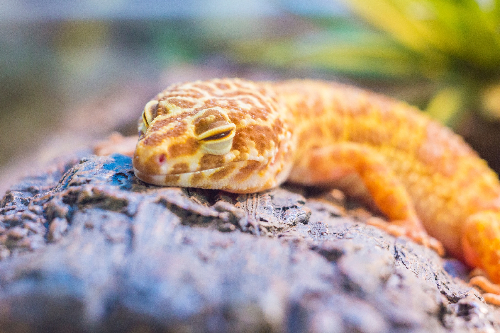 Can Leopard Geckos Live Without Lights? The Surprising Truth